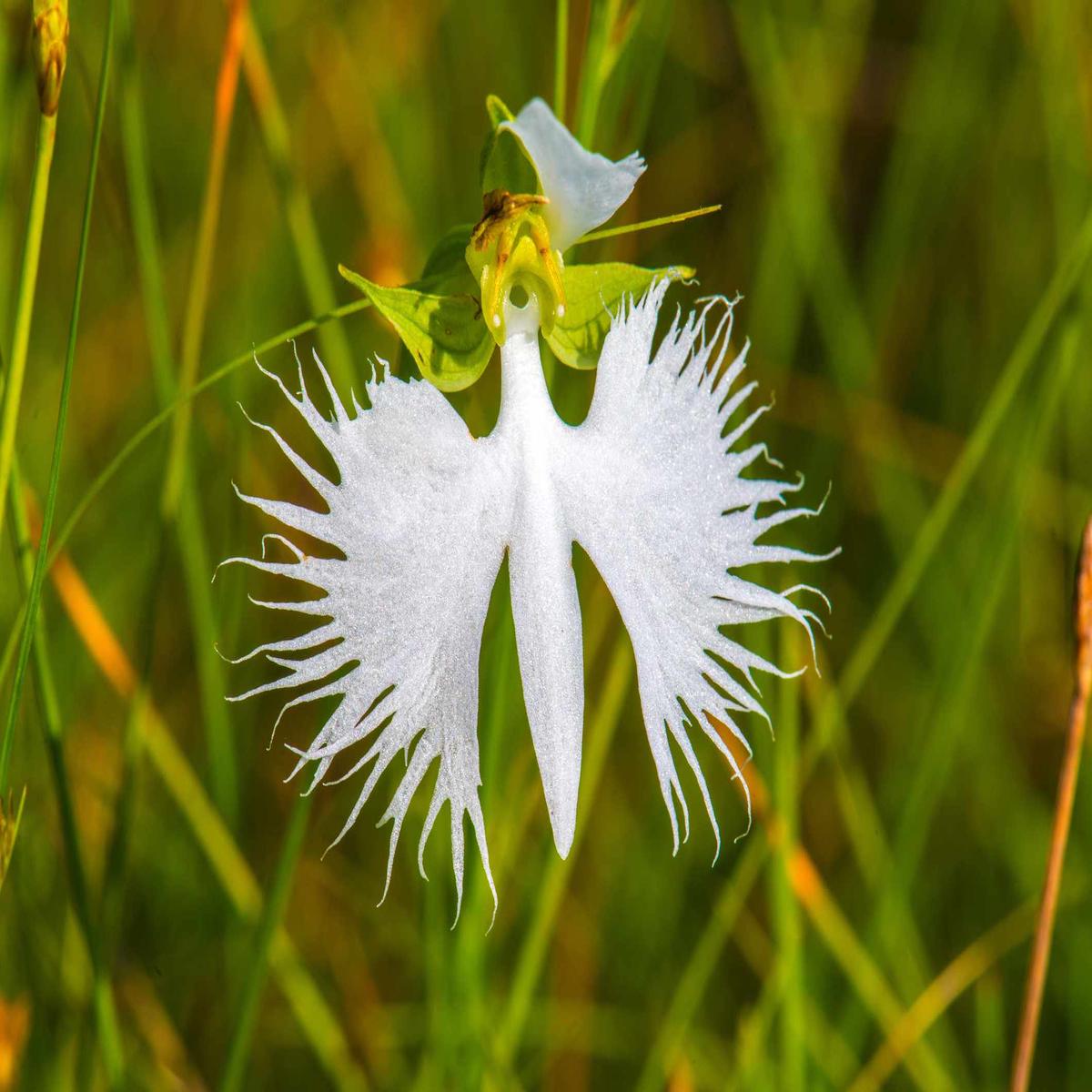 Egret Flower Seeds for Planting Heirloom Non-GMO Organic Garden Seeds