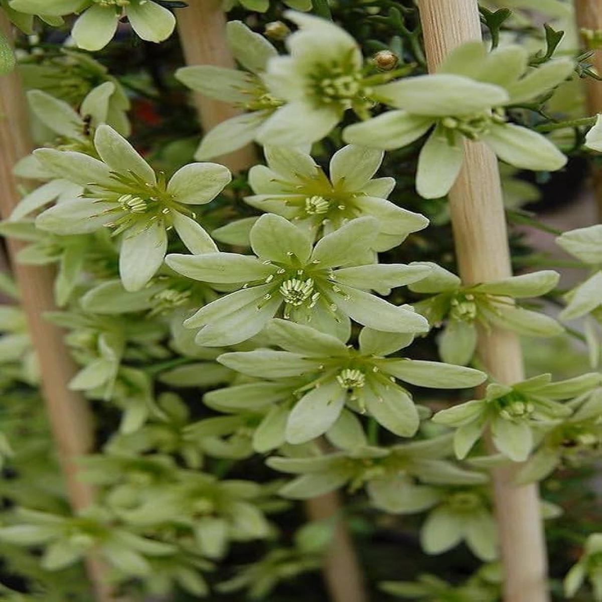 Green Clematis Flower Seeds for Planting Heirloom, Non-GMO, Colorful Display, High Germination