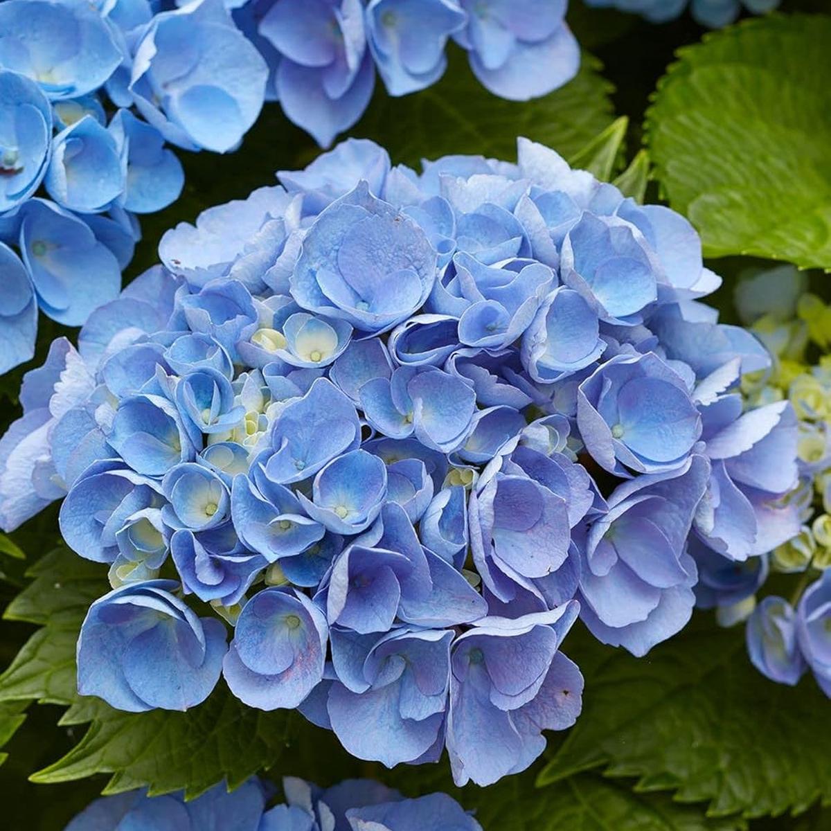 Hydrangea Flower Seeds for Planting Heirloom, Non-GMO, High Germination Compact Garden Seeds