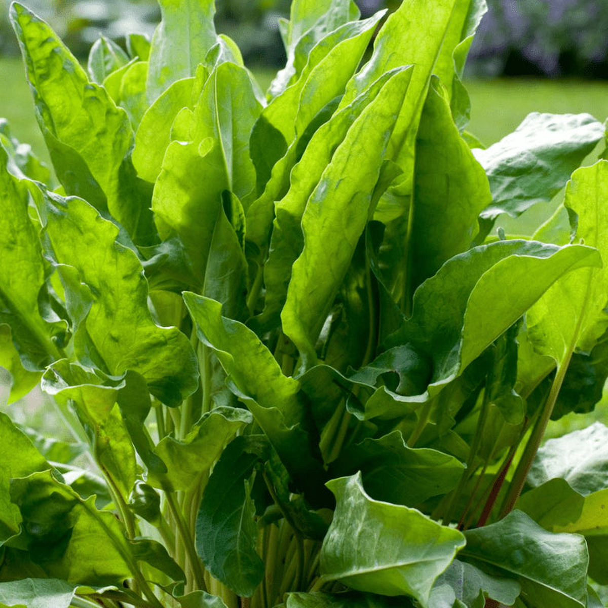 Large Leaf Sorrel Seeds for Planting Heirloom, Non-GMO, Organic Garden Seeds with High Germination