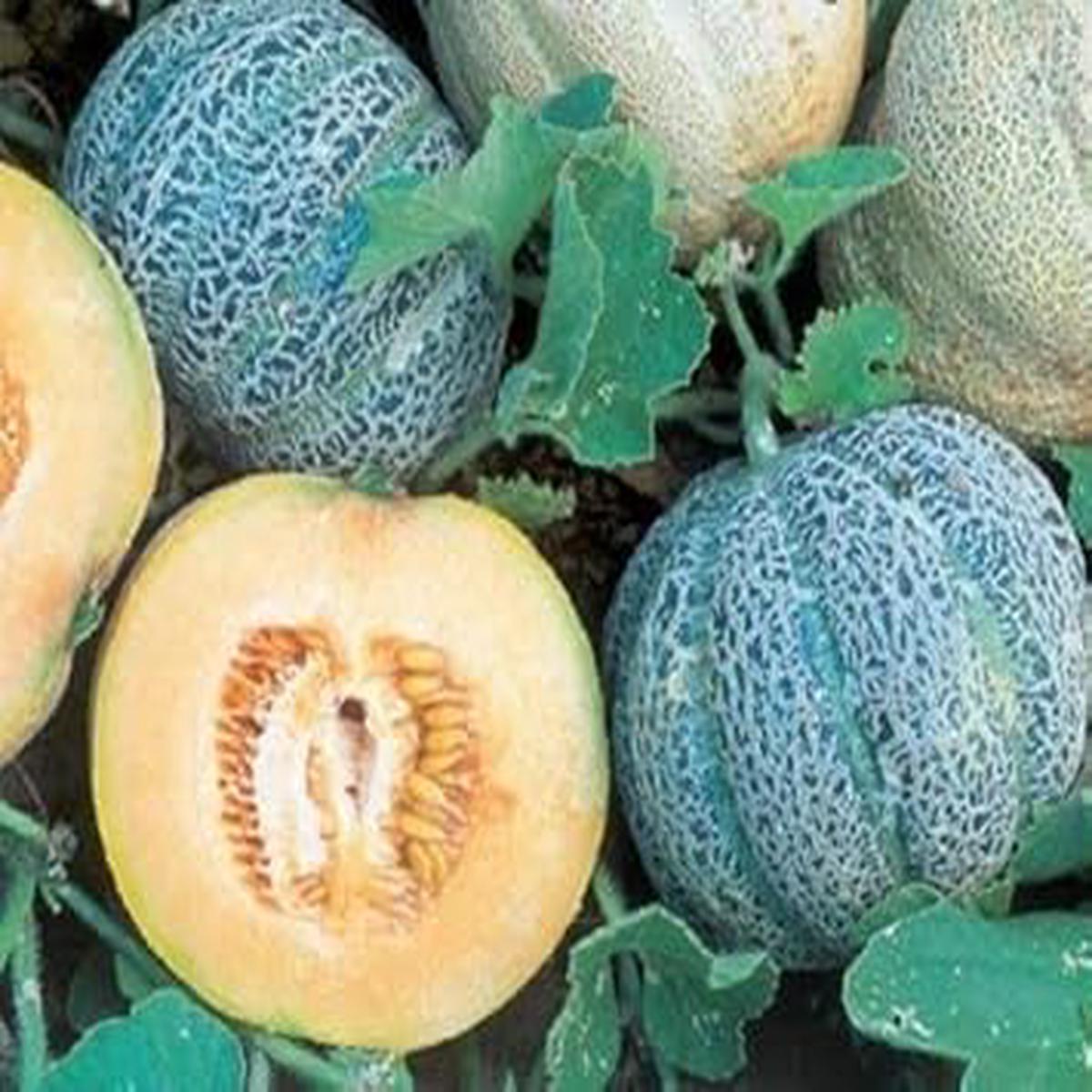 Minnesota Melon fruit seeds for planting - Heirloom & Non-GMO Garden seeds