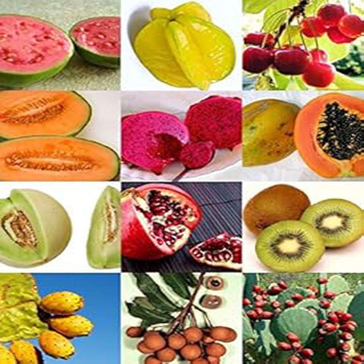 Mixed Edible fruit seeds for planting - Heirloom & Non-GMO Garden seeds