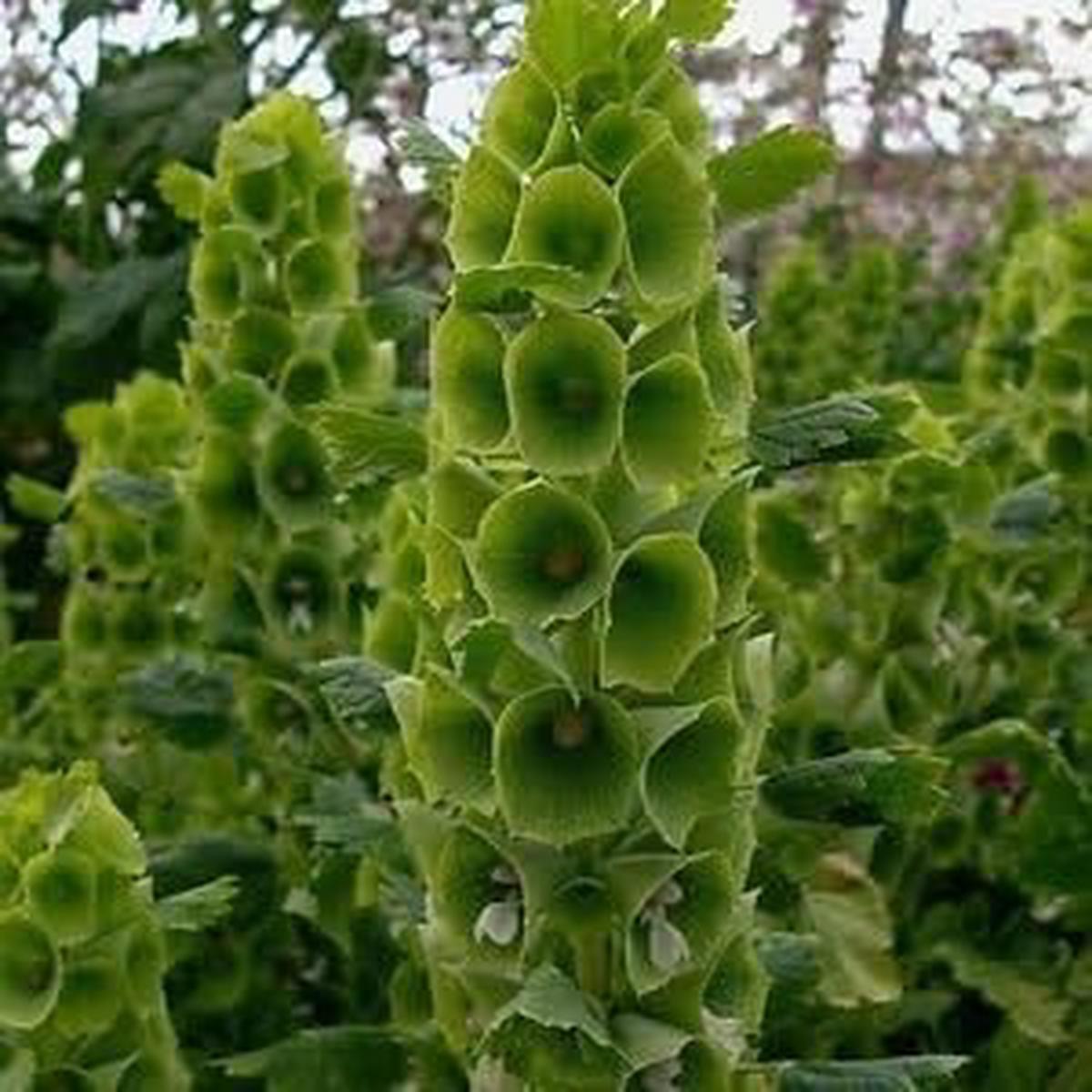 Moluccella Laevis Herb Seeds Heirloom, Non-GMO Organic Quality Seeds for Garden Planting