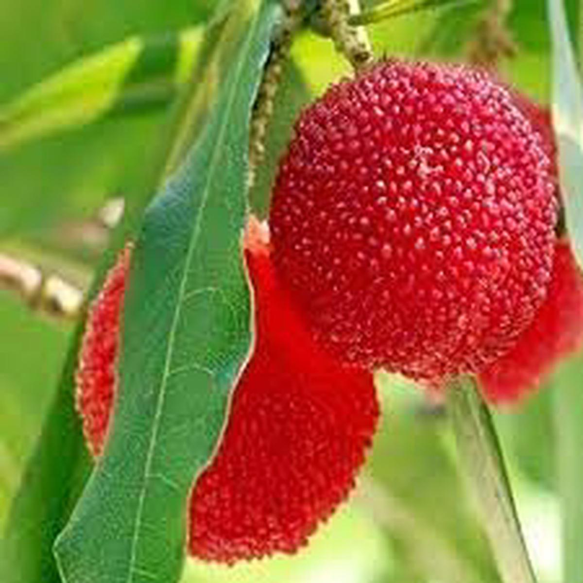 Waxberry fruit seeds for planting - Heirloom & Non-GMO Garden seeds, hardy plants with rich berry yield