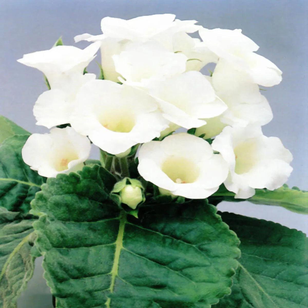 White Brazilian Gloxinia Flower Seeds for Planting Heirloom, Non-GMO, High Germination