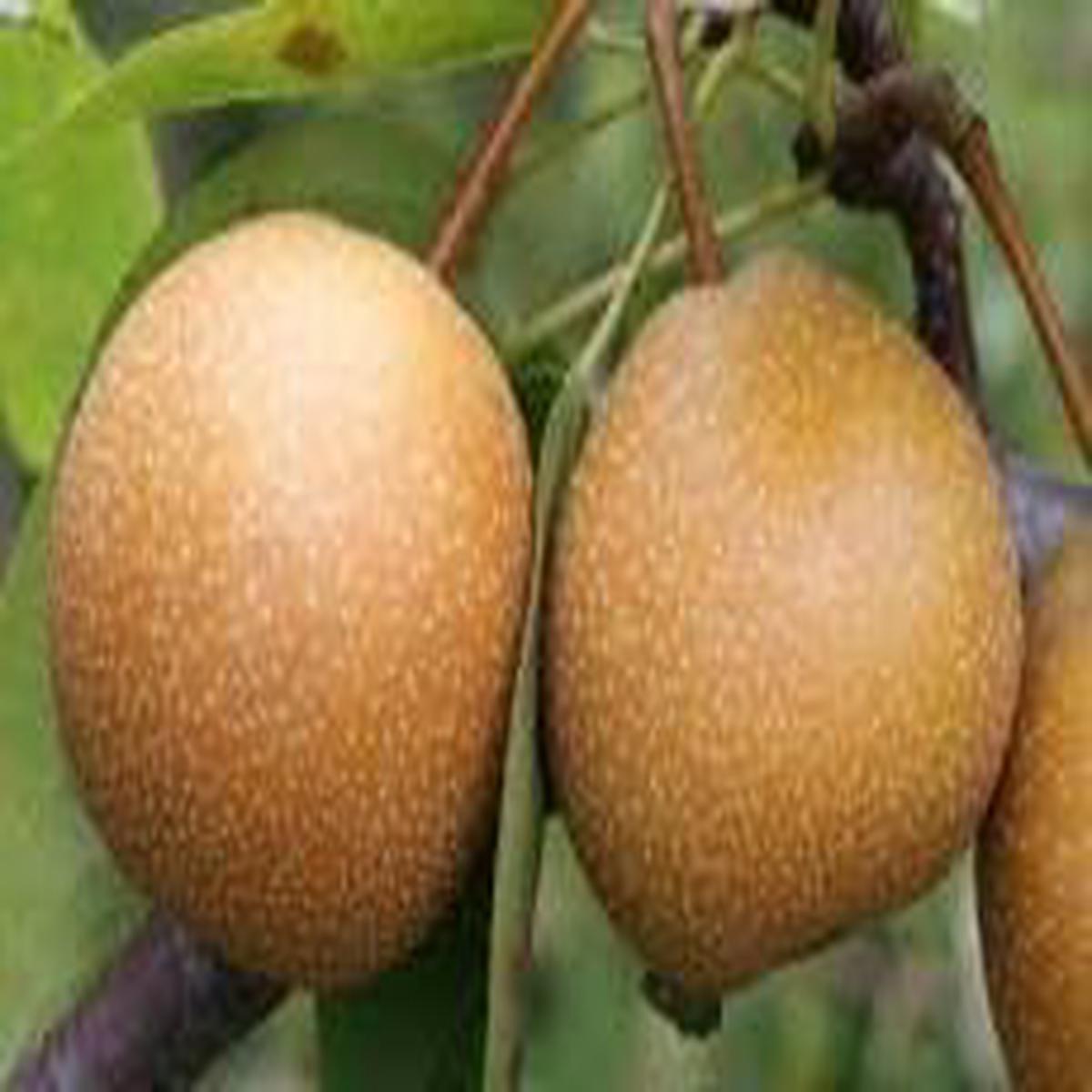 Wild Pear Pyrus Communis fruit seeds for planting  Heirloom & Non-GMO Garden seeds