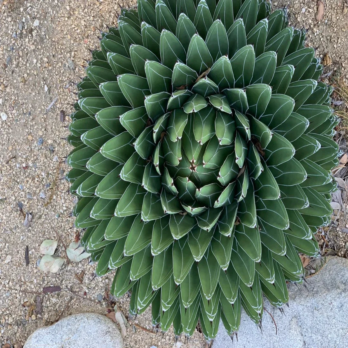 Agave Victoriae Flower Seeds for Planting Heirloom Non-GMO High Germination Organic Garden Seeds