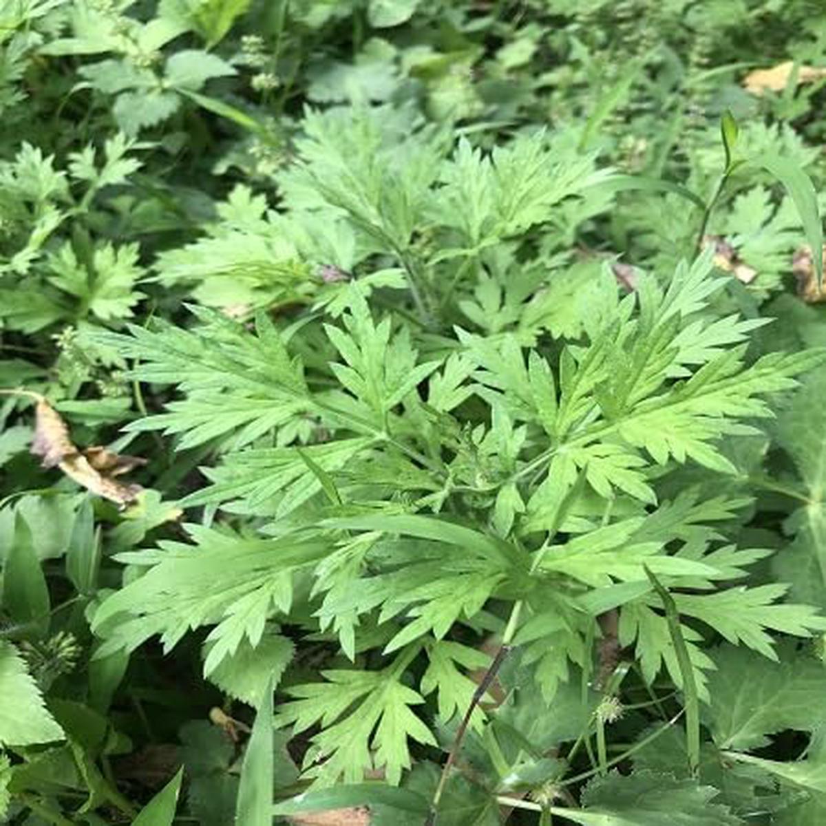 Artemisia Argyi Flower Seeds Heirloom Non-GMO Cottage Garden Essential