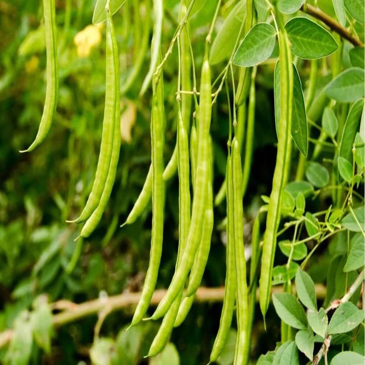 Blue Lake Pole Bean Seeds for Planting Heirloom, Non-GMO, Tender Climbing Vegetable High Germination