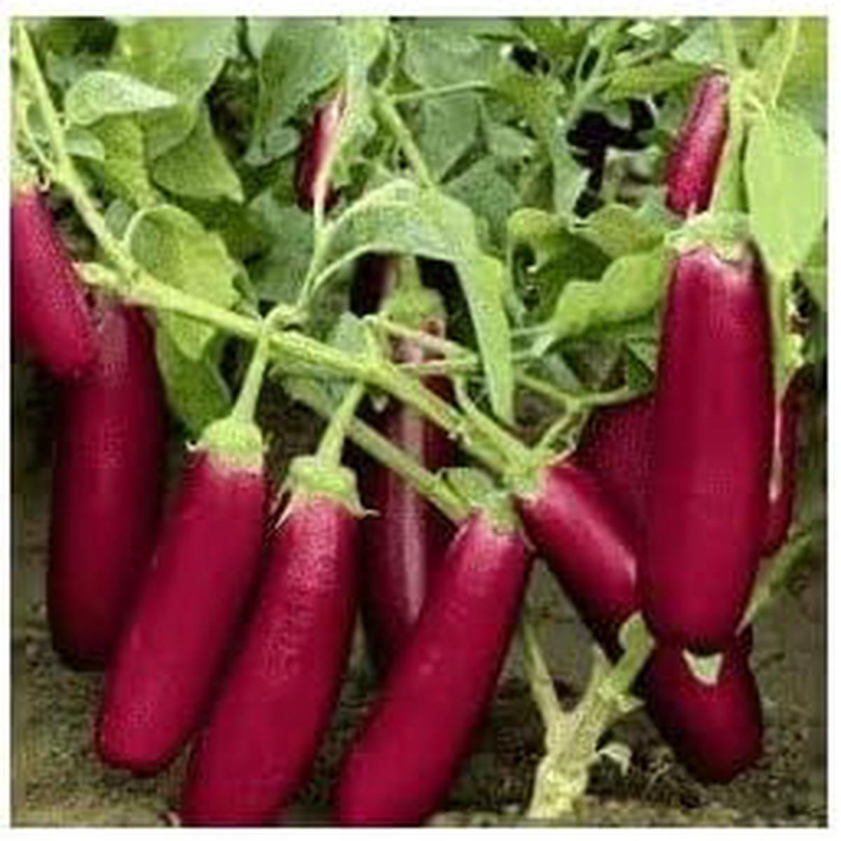 Burgundy Eggplant Seeds for Planting  Heirloom, Non-GMO, High Germination Organic Garden Seeds with Rich Color