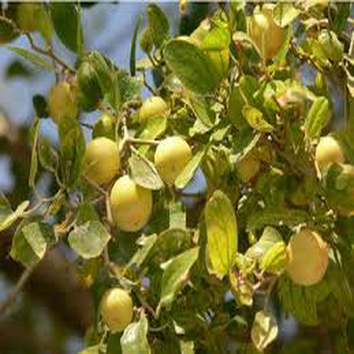 Christs Thorn Jujube fruit seeds for planting - Heirloom & Non-GMO garden seeds for sweet nutritious trees