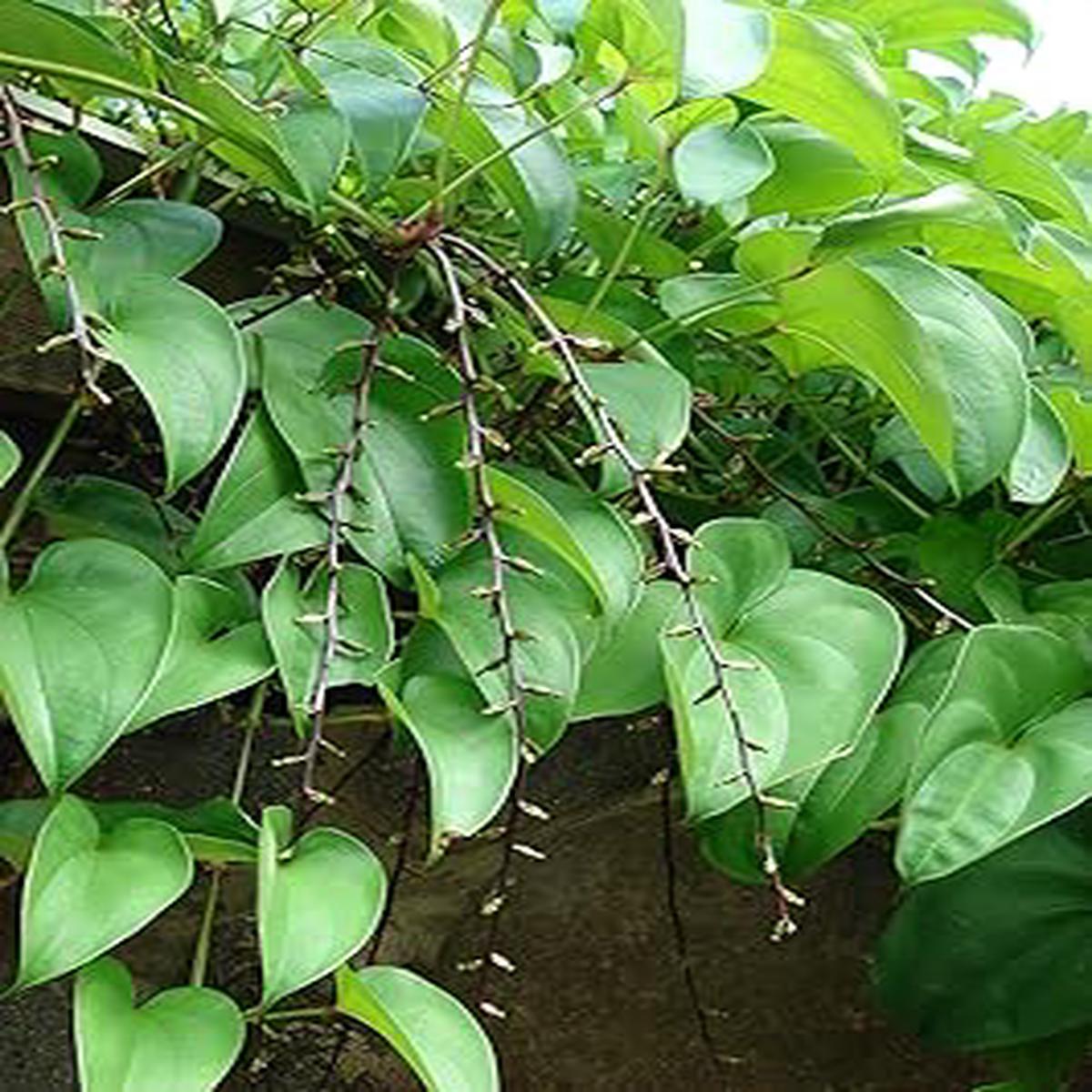 Dioscorea Potato Vegetable Seeds for Planting Heirloom Non-GMO High-Yielding Tubers