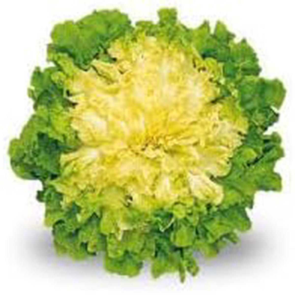 Endive Vegetable Seeds for Planting Heirloom & Non-GMO Garden Seeds for Crisp, Bitter Leafy Greens