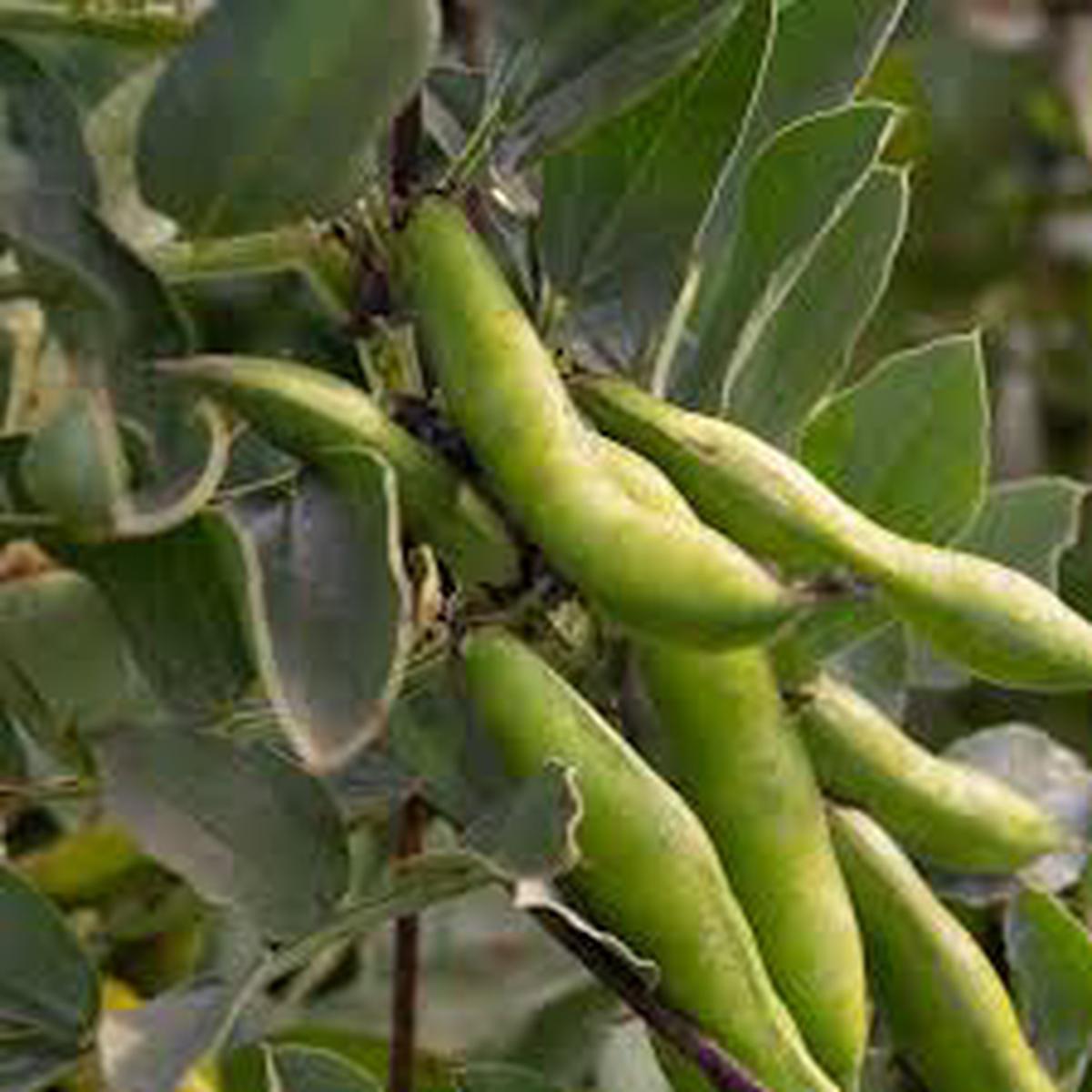 Fava Bohnen flower seeds for planting - Heirloom & Non-GMO Garden Seeds