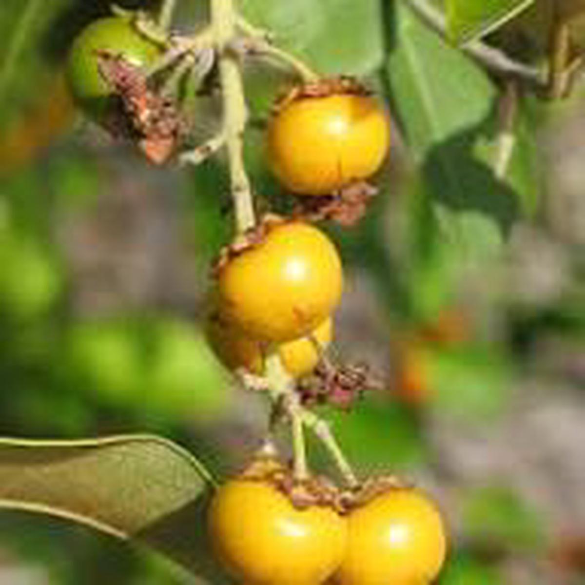 Nance Byrsonima Fruit Seeds Rare Tropical Fruit Seeds for Garden Planting