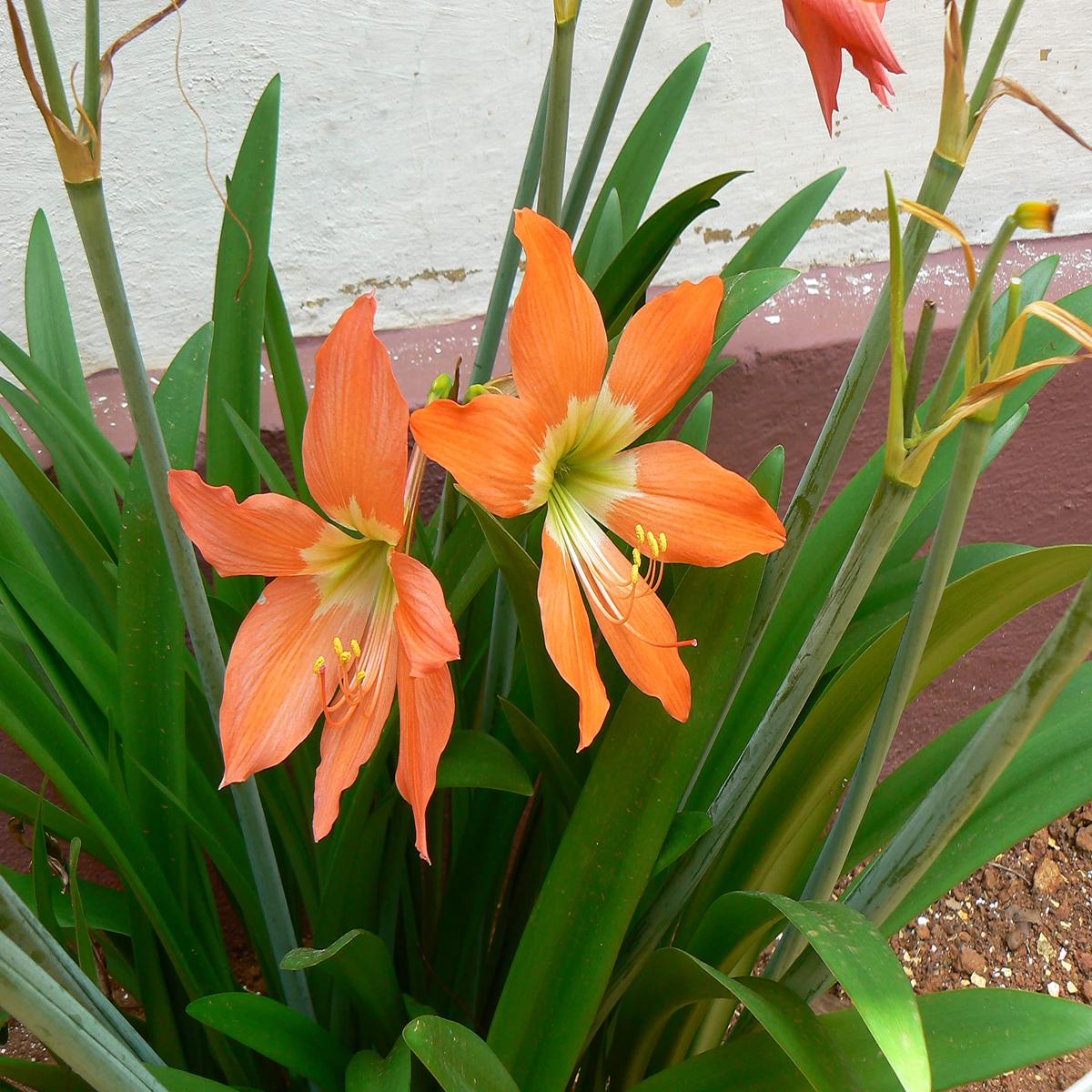 Orange Amaryllis Barbados Flower Seeds for Planting Heirloom, Non-GMO, High Germination