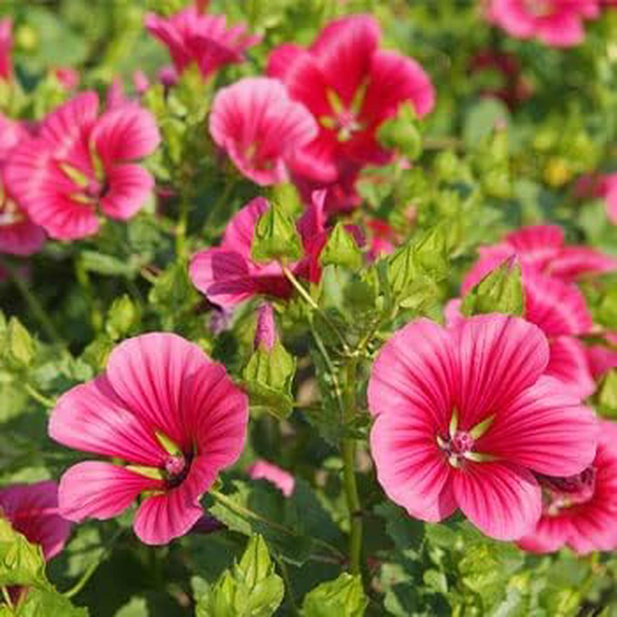 Pink Malope Flower Seeds for Planting Easy to Grow, Heirloom & Non-GMO, High Germination