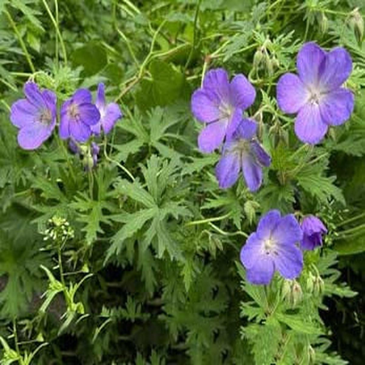 Purple Geranium Pelargonium Flower Seeds for Planting Heirloom, Non-GMO, Vibrant, High Germination Seeds