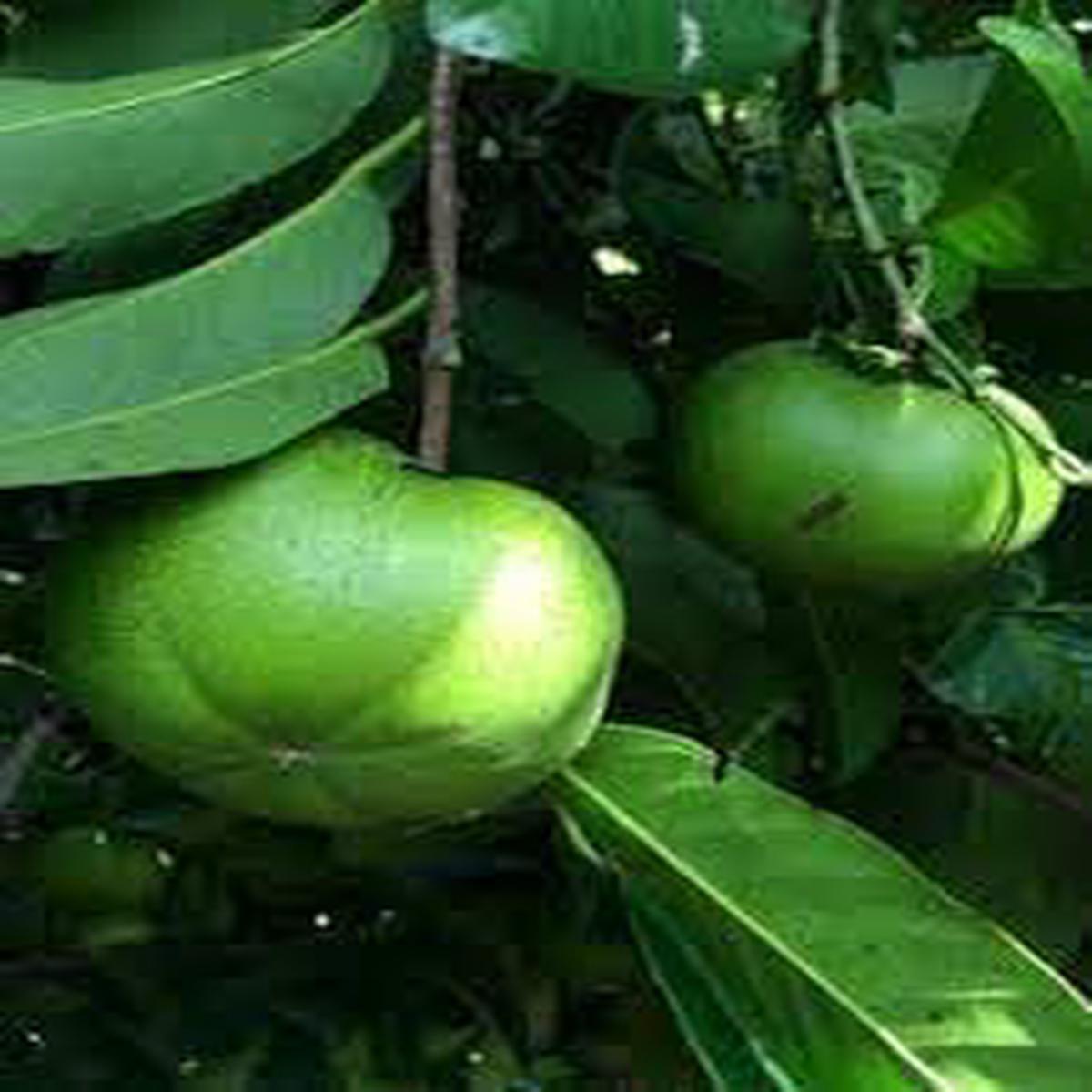 Sapote fruit seeds for planting - Heirloom & Non-GMO Garden seeds