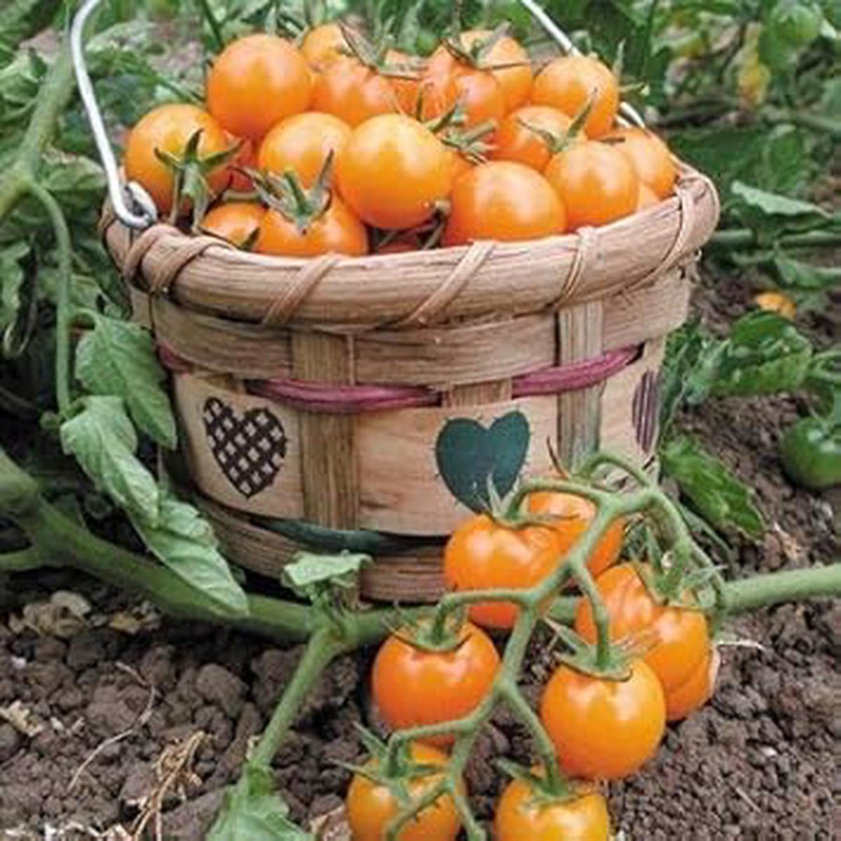 Sungold Tomato Seeds for Planting Sweet Heirloom Cherry Tomatoes Non-GMO, High Germination