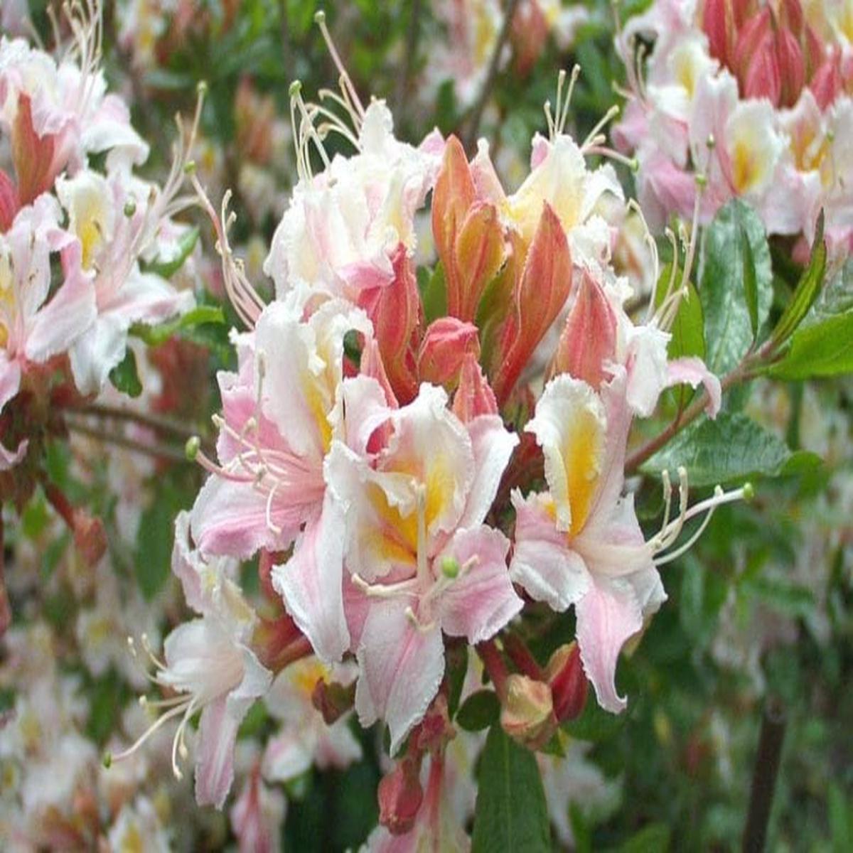 Western Azalea Flower Seeds for Planting Heirloom, Non-GMO, High Germination