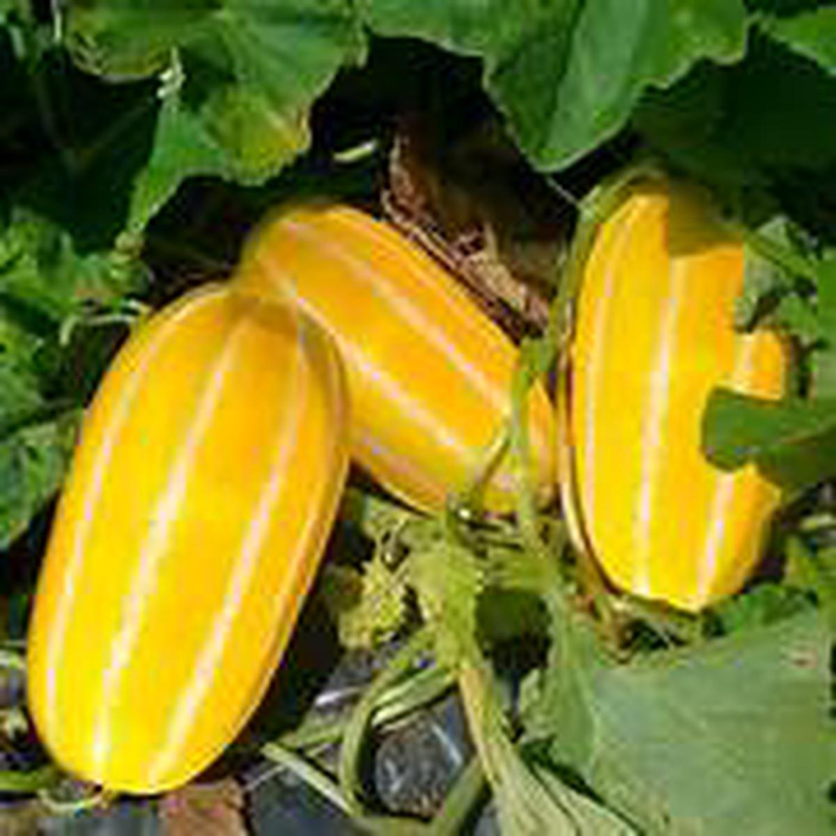 Yellow Korean Melon fruit seeds for planting  Heirloom & Non-GMO garden seeds for sweet summer harvests