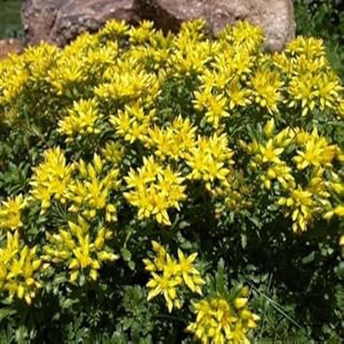 Yellow Sedum Kamtschaticum Flower Seeds for Planting Heirloom, Non-GMO, Shade Tolerant Organic Garden Seeds