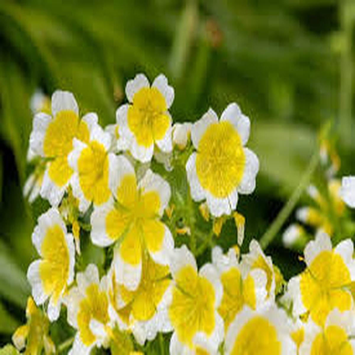 Yellow White Limnanthes Douglasii Flower Seeds for Planting  Drought Tolerant, Heirloom & Non-GMO, 100pcs