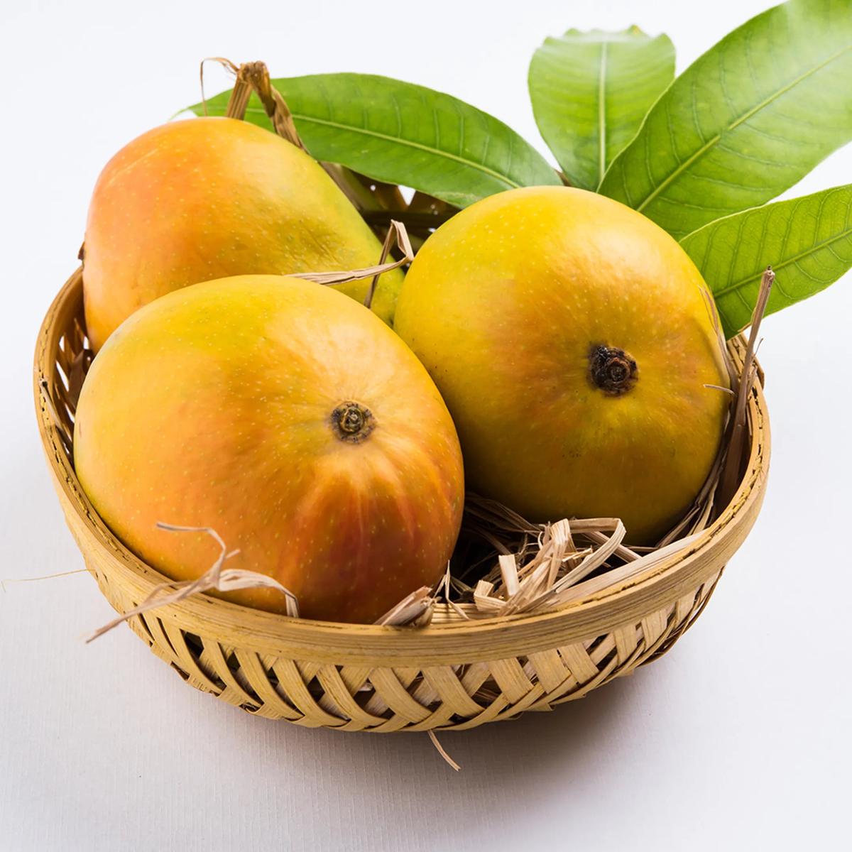 Alphonso Mango fruit seeds for planting - Heirloom & Non-GMO Garden seeds, tropical king mango for home gardens