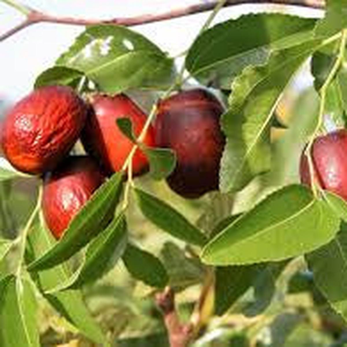 Asian Date Jujube Seeds Ziziphus Spinosa Red Sweet Fruit for Garden Planting