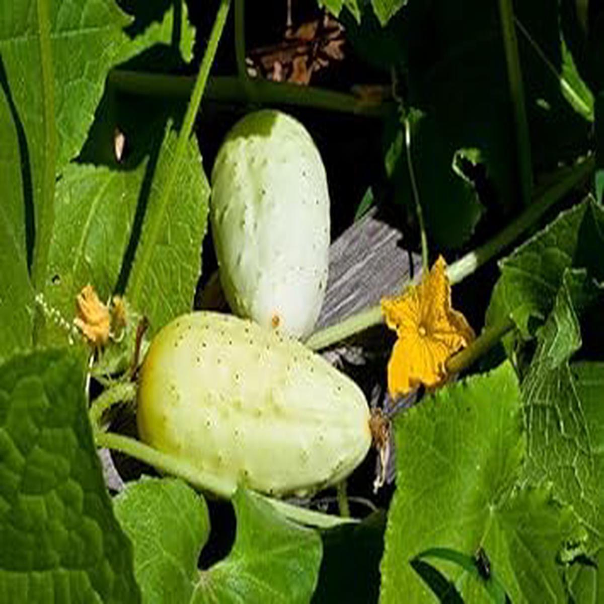 Blonde Cucumber Seeds for Planting  Heirloom, Non-GMO, Organic Garden Seeds, High Germination, Unique Crisp Salad Variety