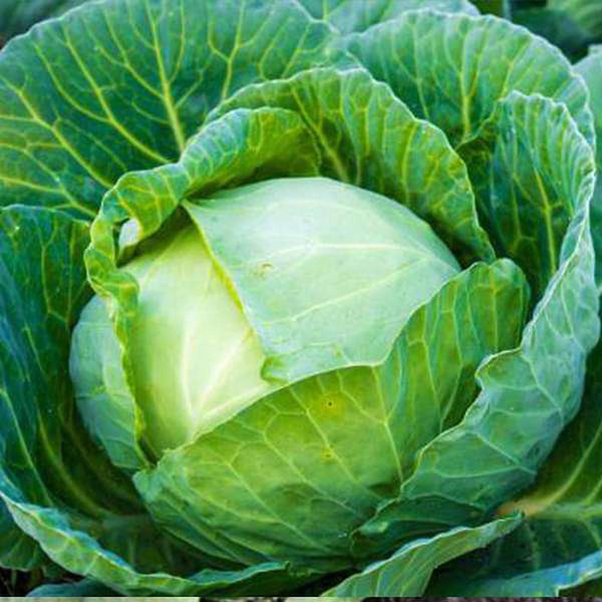 Brassica Vegetable Seeds for Planting  Heirloom, Non-GMO, Organic Garden Seeds, High Germination, Hardy Leafy Greens