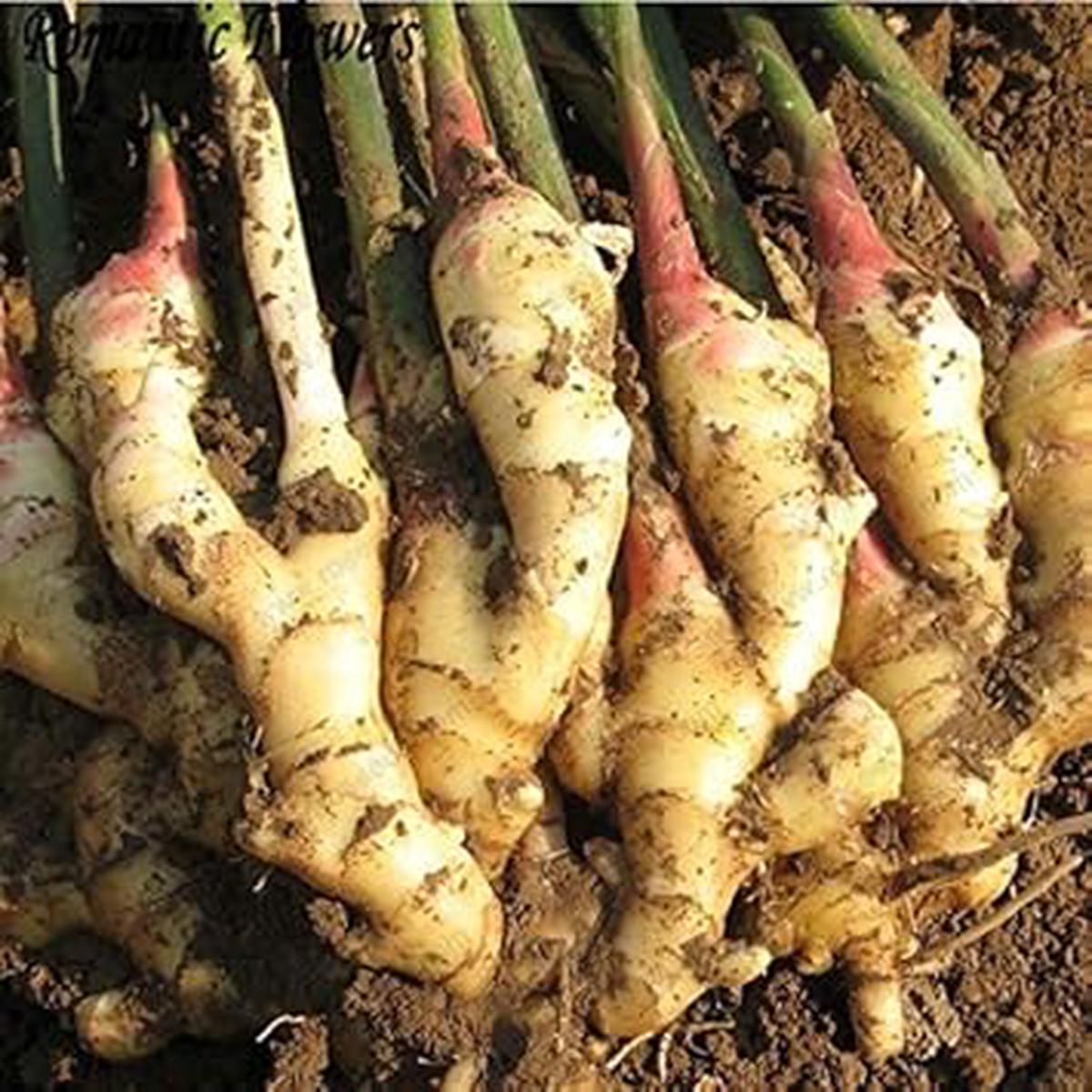 Brown Ginger Seeds for Planting  Heirloom, Non-GMO, High Germination Organic Garden Seeds