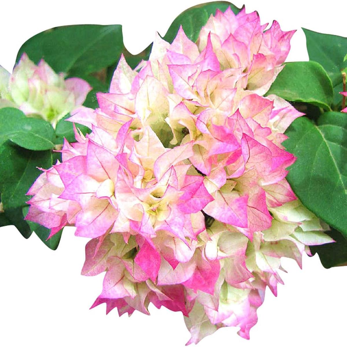Climbing Bougainvillea Flower Seeds for Planting  Heirloom, Non-GMO, Organic Garden Seeds, High Germination