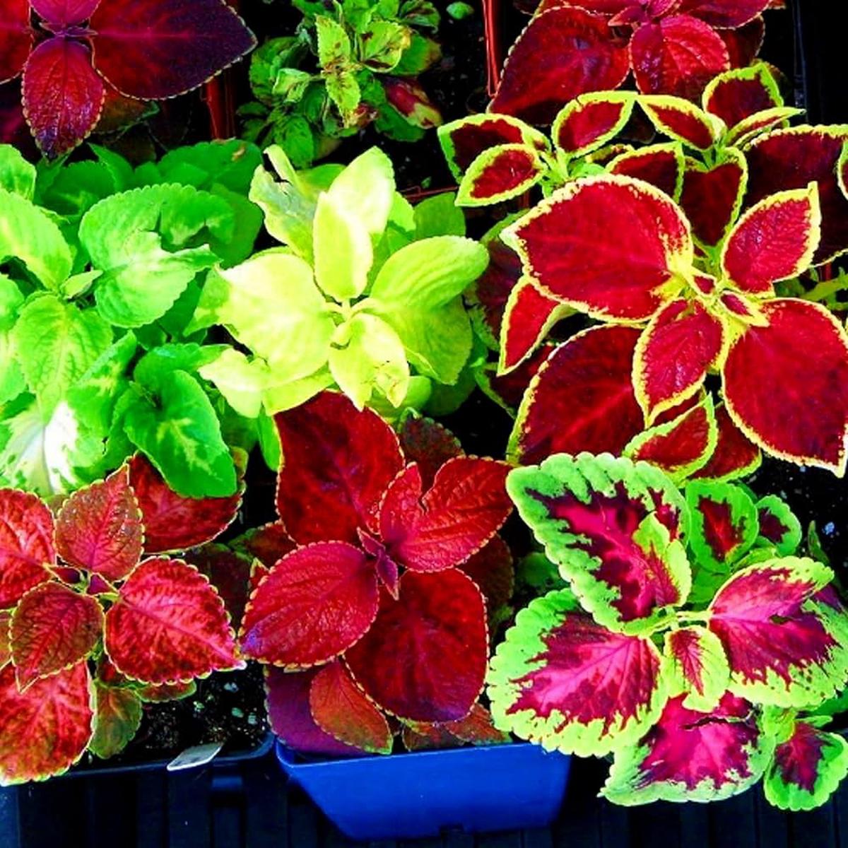 Coleus Multi-Colored Flower Seeds for Planting Heirloom Non-GMO, High Germination Organic Garden Seeds
