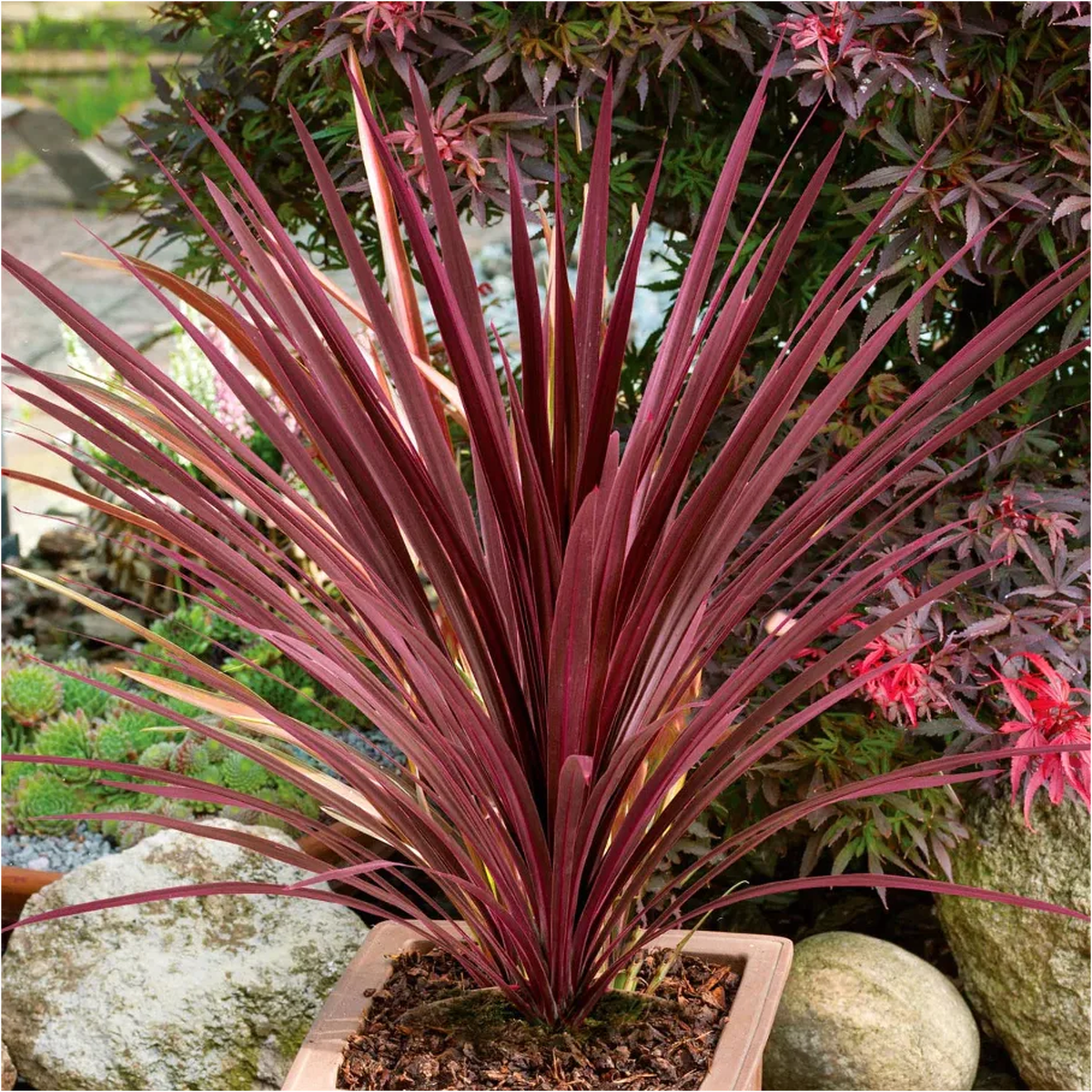 Cordyline Australis Flower Seeds for Planting Heirloom, Non-GMO, High Germination Seeds