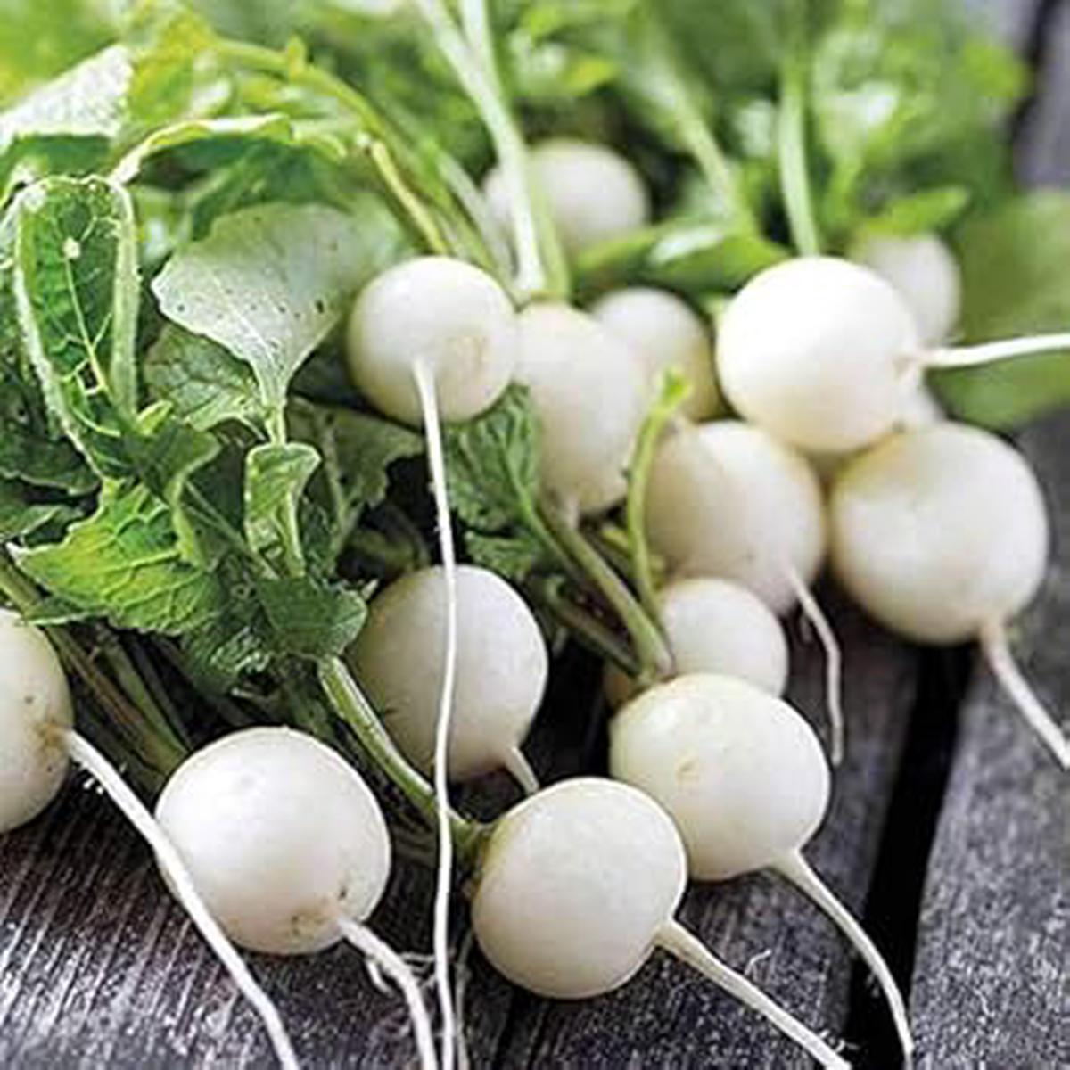 Cream Radish Fruit & Vegetable Seeds for Planting Heirloom & Non-GMO Garden Variety 100 pcs