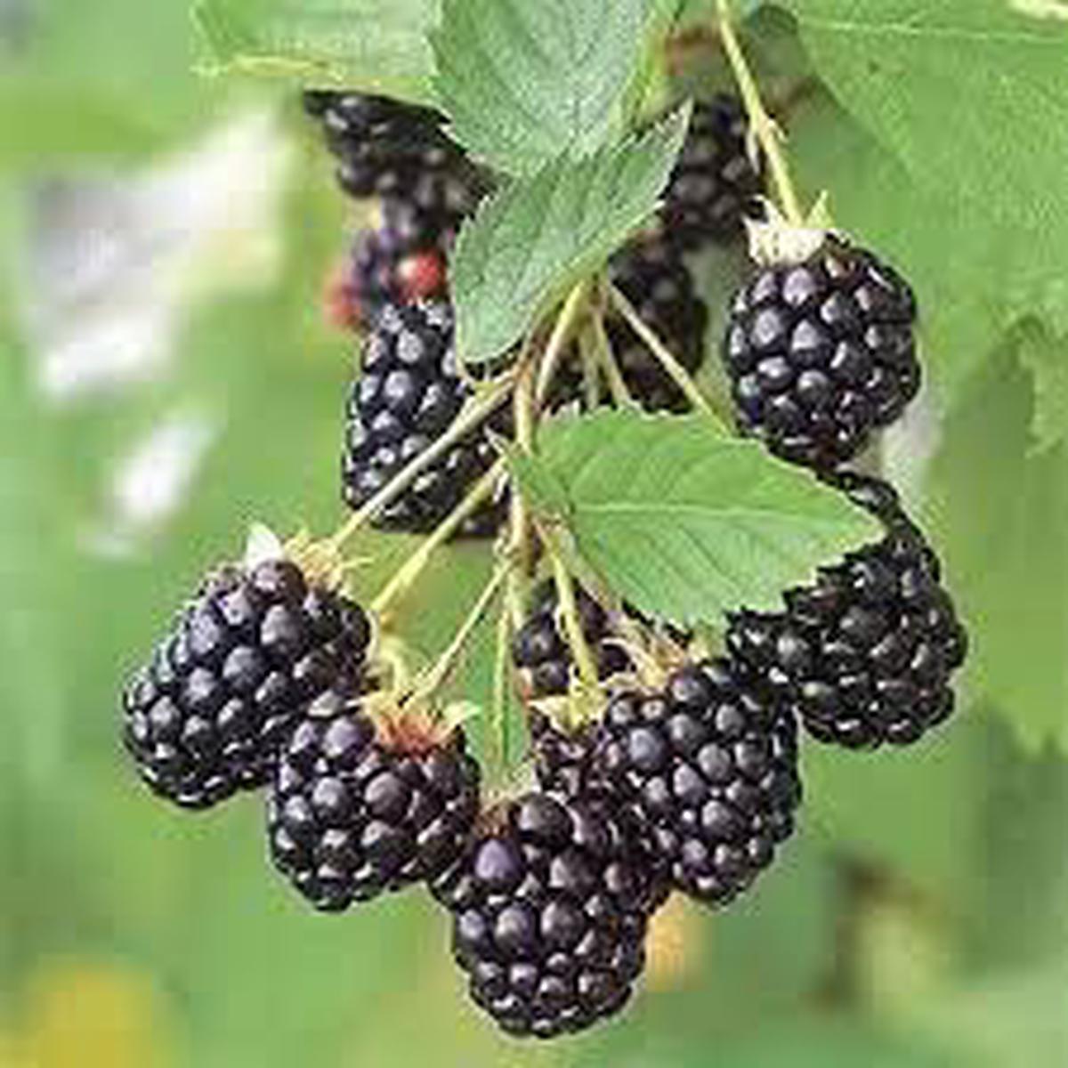 Dewberry Blackberry Seeds Heirloom Non-GMO Pollinator-Friendly Garden Planting
