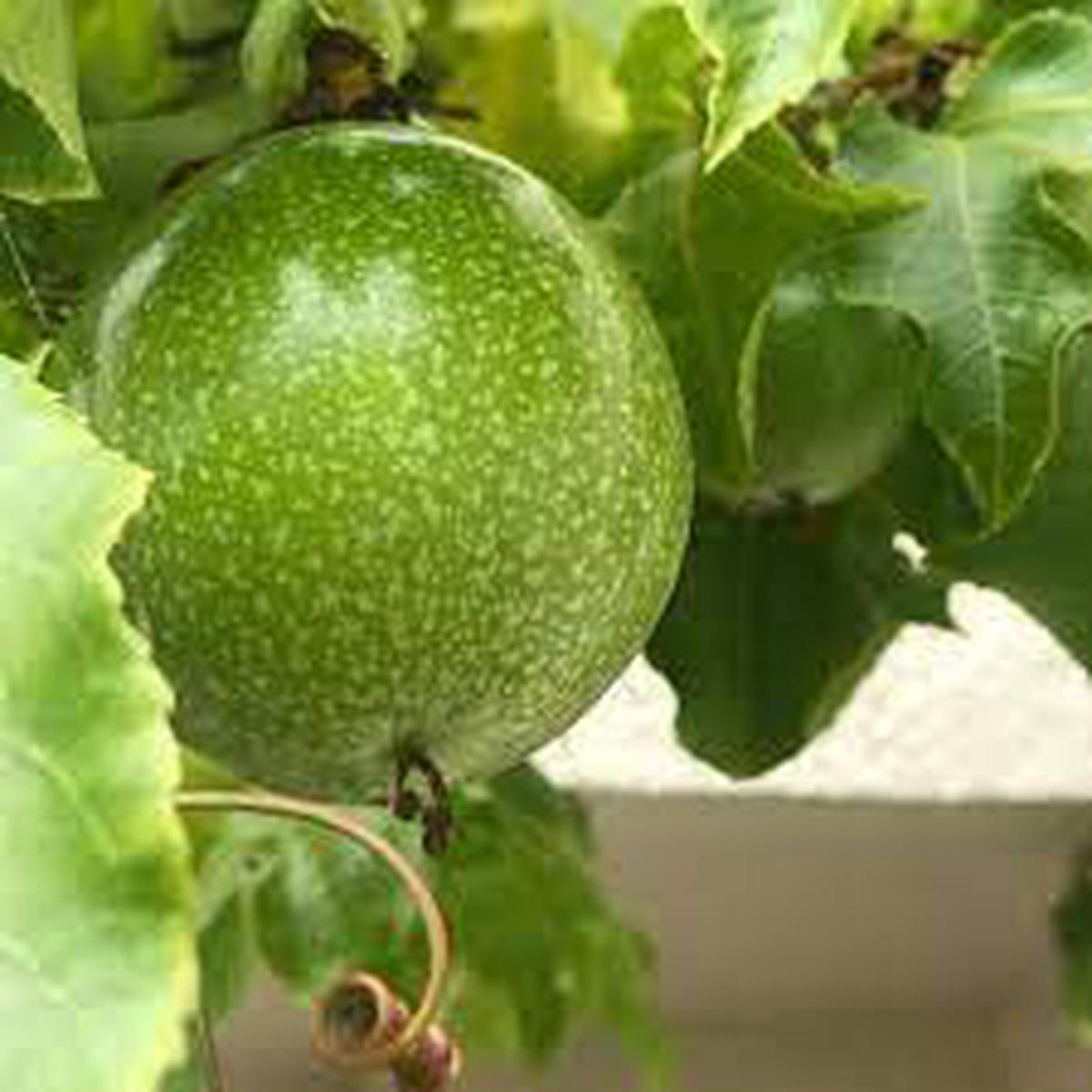 Green Passiflora Edulis fruit seeds for planting - Heirloom & Non-GMO Garden seeds