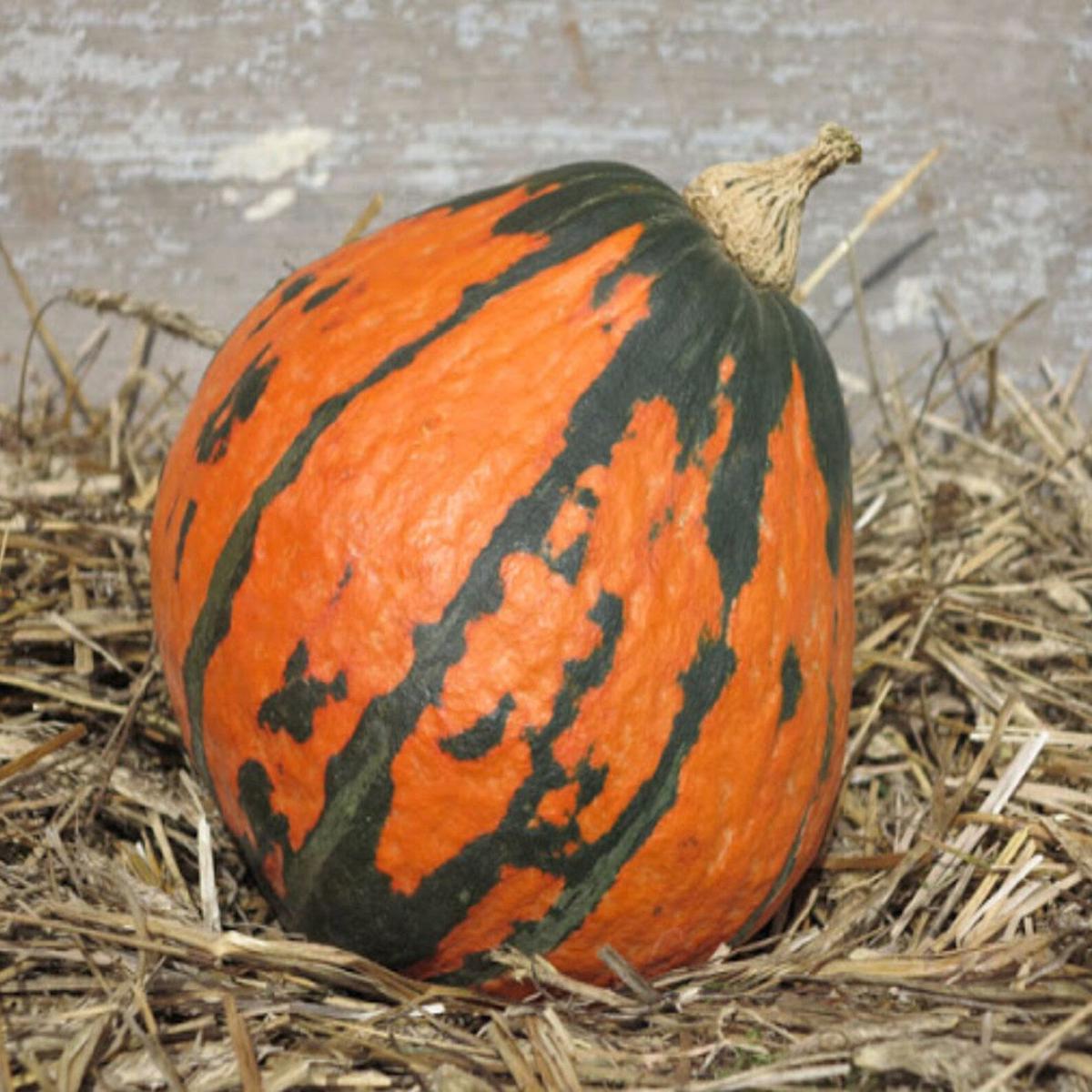 Lakota Squash Seeds for Planting Heirloom, Non-GMO, Colorful Nutty Winter Squash High Germination