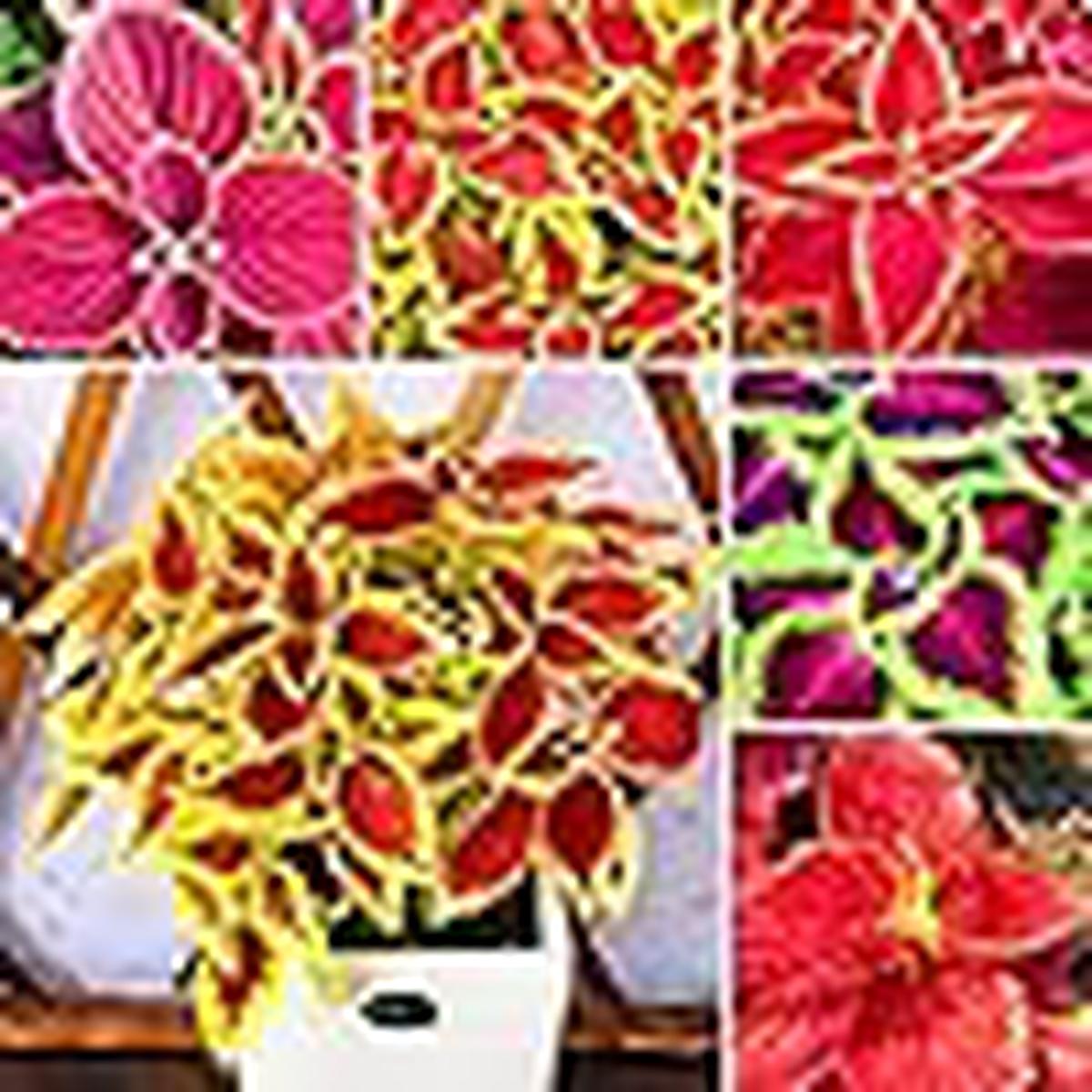 Mixed Coleus - 100 pcs - Sun Loving, Heirloom & GMO Free Seeds for Home Garden