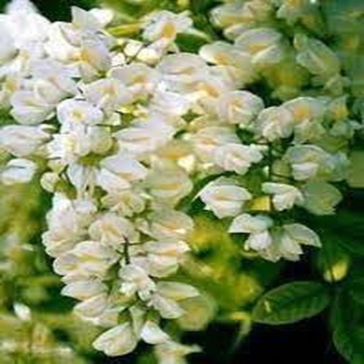 Pagoda Flower Seeds for Planting Exotic Clerodendrum Paniculatum Blooms