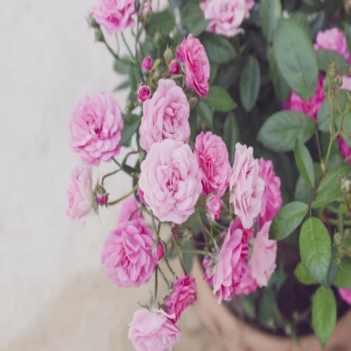 Pale Pink Miniature Rose Seeds for Planting - Heirloom, Non-GMO, High Germination Organic Garden Seeds