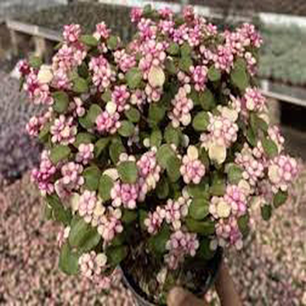 Pink Conophytum Herb Seeds for Planting Heirloom, Non-GMO, Succulent Organic Garden Seeds with High Germination