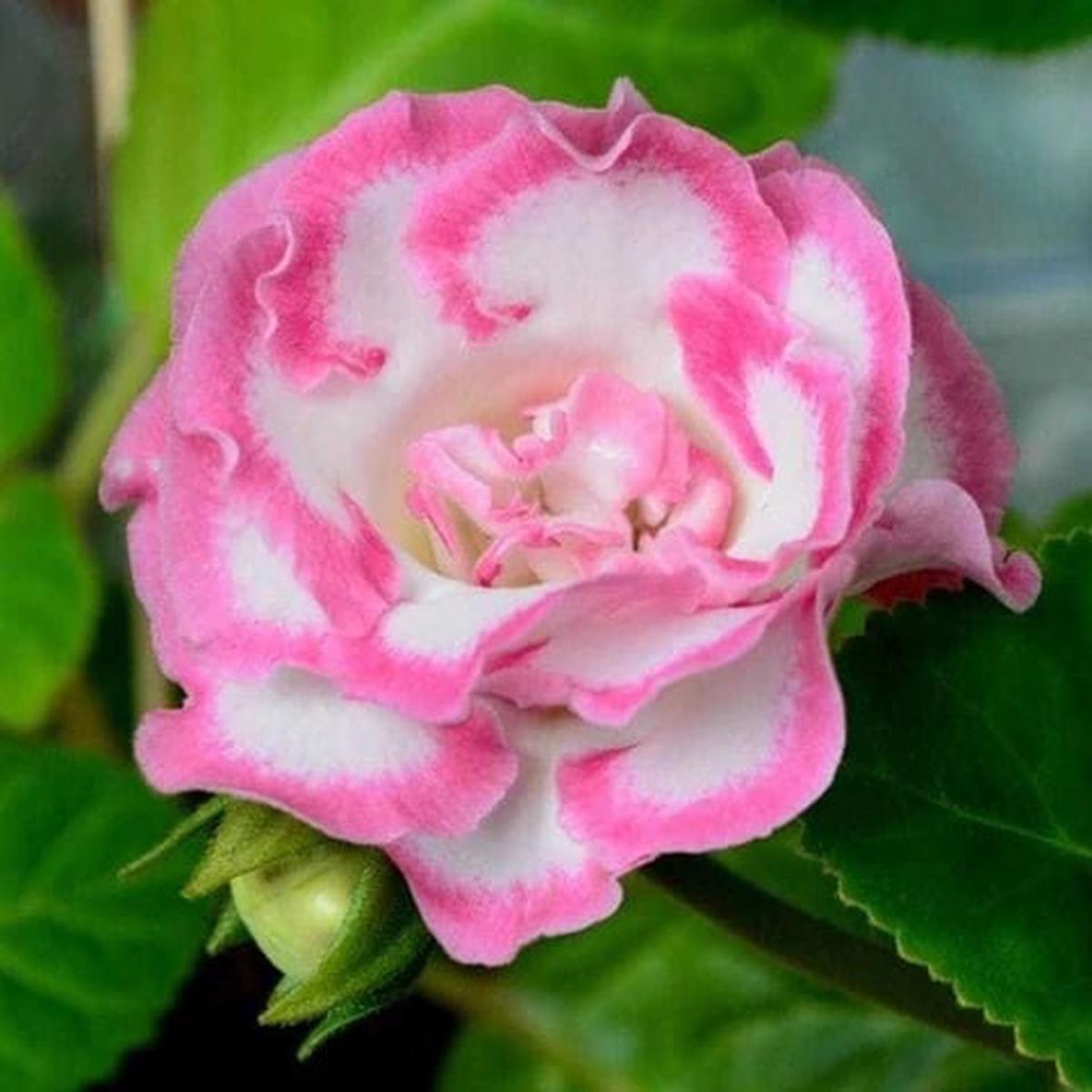 Pink White Gloxinia Flower Seeds for Planting Heirloom, Non-GMO, High Germination Garden Seeds