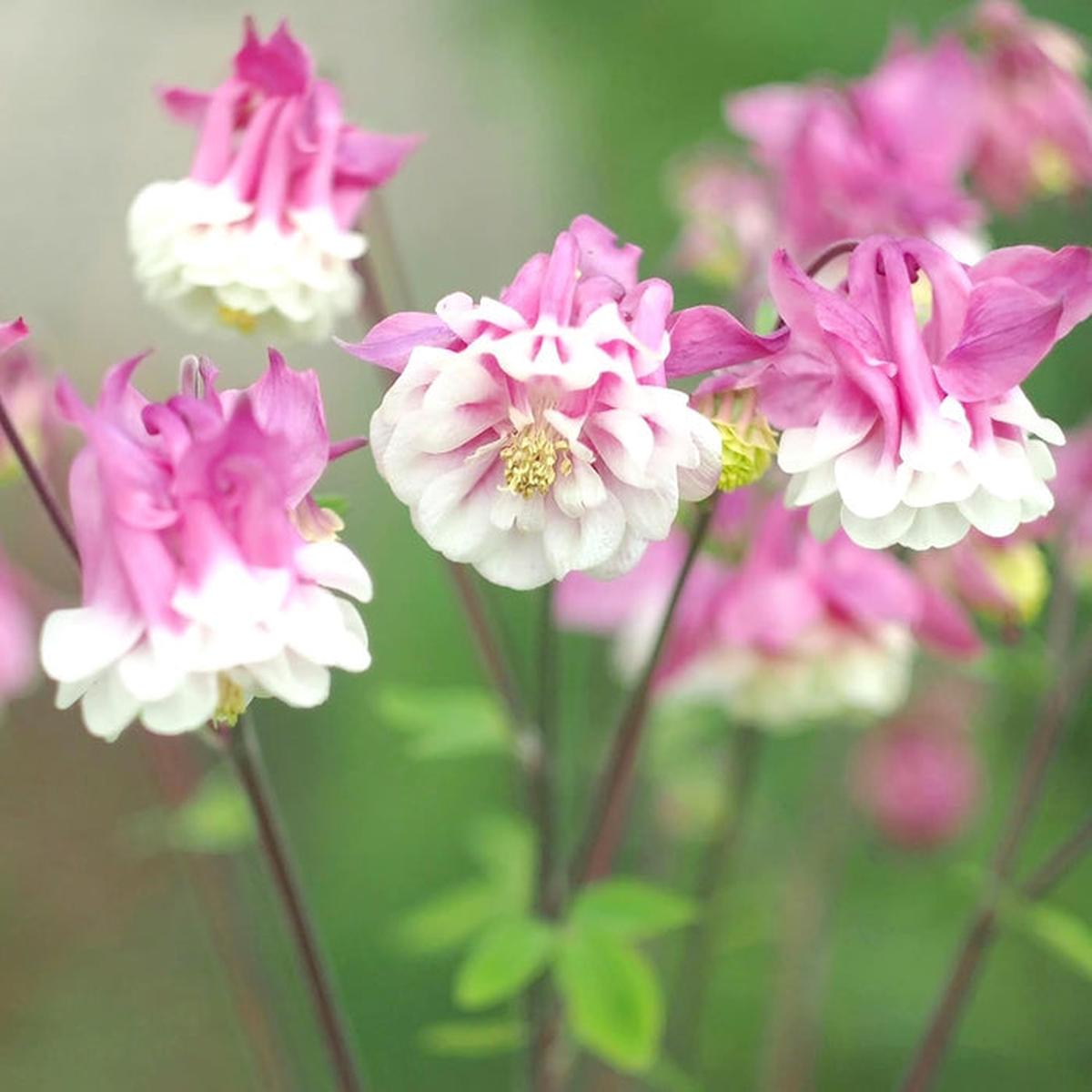 Pink White Petticoat Flower Seeds for Planting Heirloom, Non-GMO, High Germination Organic Garden Seeds