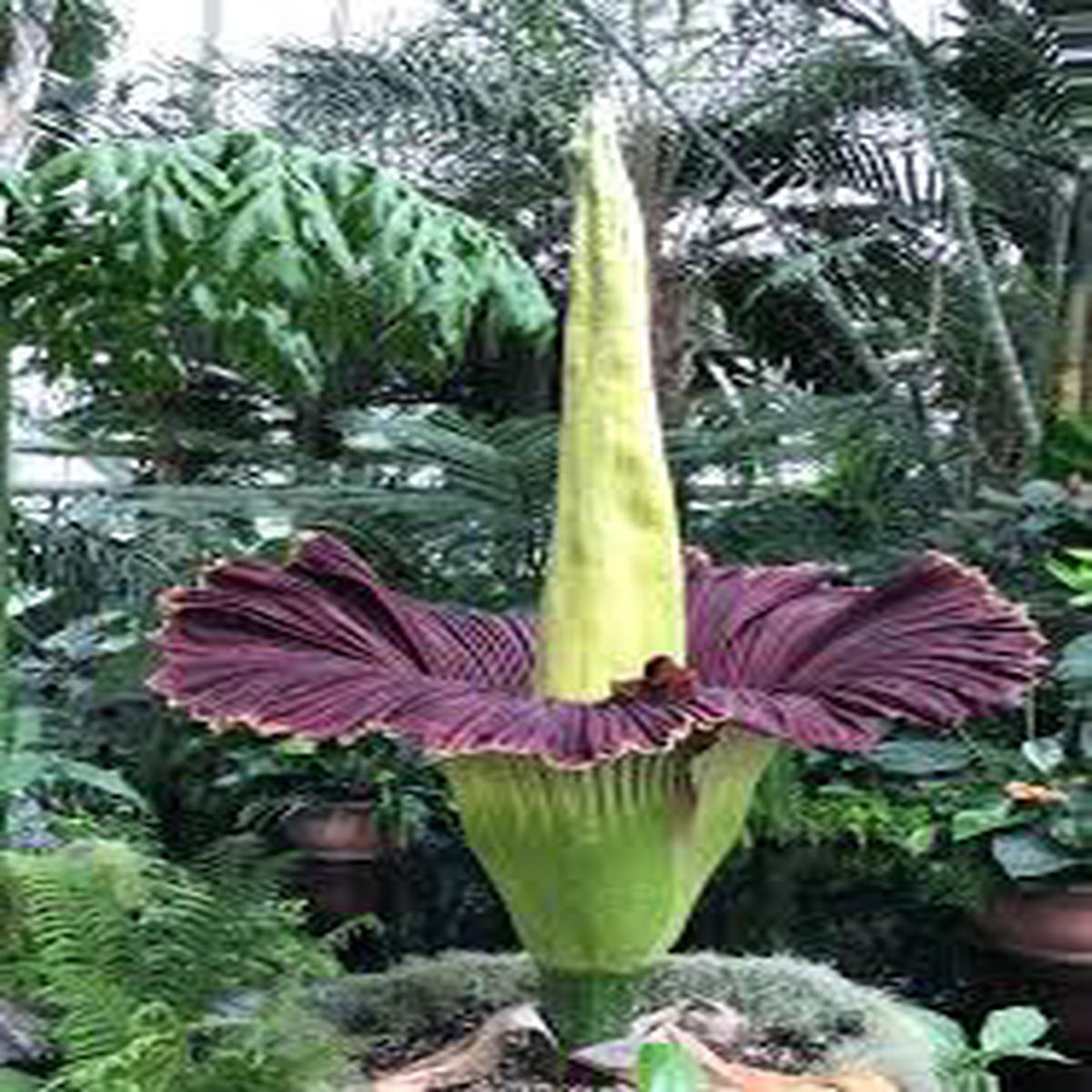 Purple Corpse Titan Arum Flower Seeds for Planting Heirloom, Non-GMO, High Germination Seeds