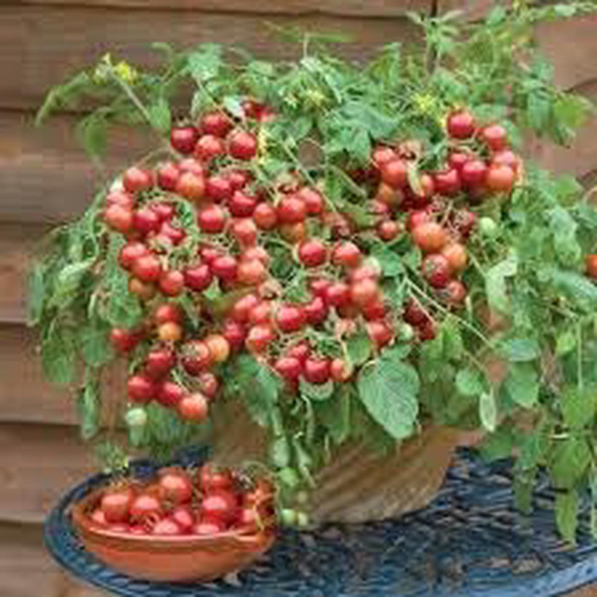 Tiny Tim Tomato Seeds for Planting Heirloom, Non-GMO, Organic Garden Seeds, High Germination, Compact Cherry Tomato for Pots