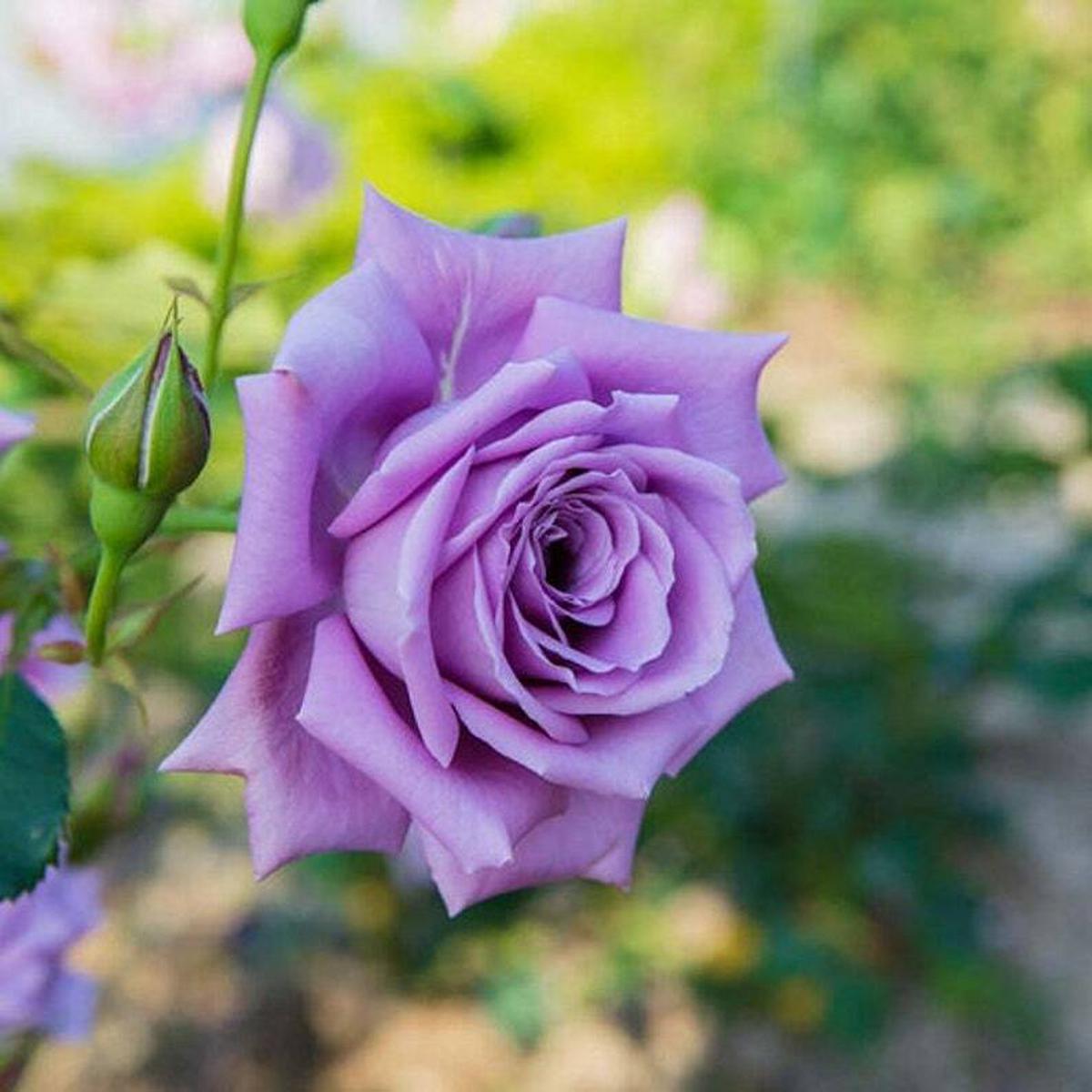 Violet Rose Flower Seeds for Planting Heirloom, Non-GMO, High Germination Garden Seeds