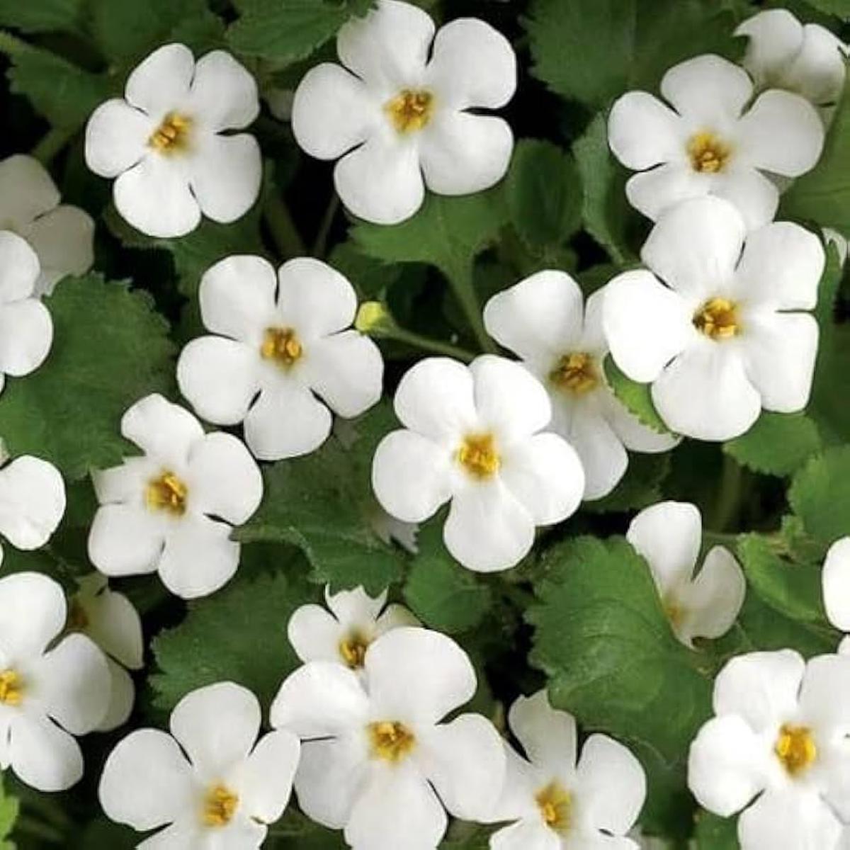White Bacopa Flower Seeds for Planting Heirloom, Non-GMO, High Germination Garden Seeds